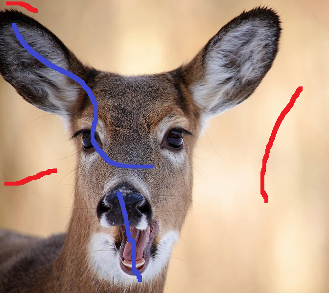 deer_scribed