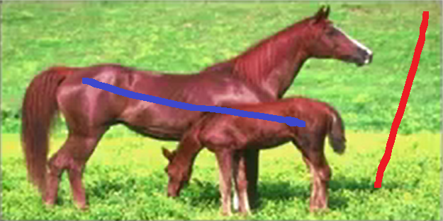 horses_scribed