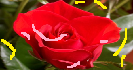 rose_scribed