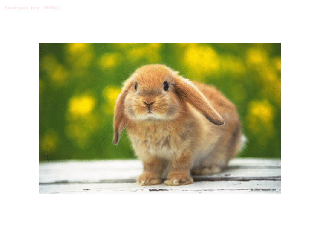 seg_bunny