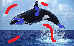 whale_scribed